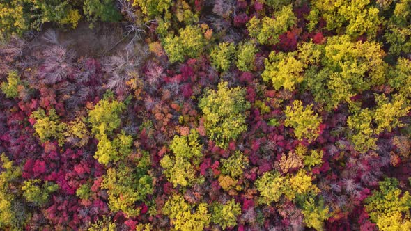 Autumn Multicolored Deciduous Forest Top View From a Quadrocopter