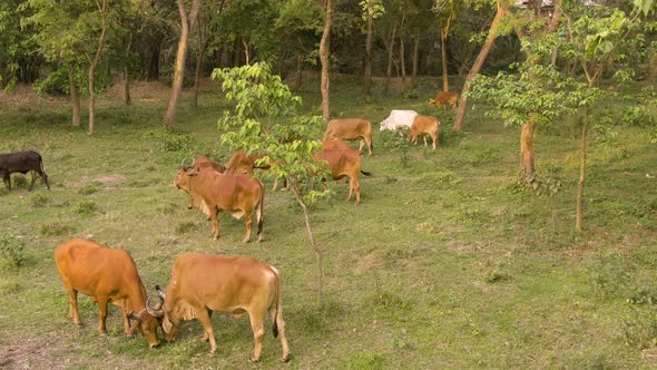 Cow herd in a green India farmland 4k aerial drone 