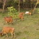Cow herd in a green India farmland 4k aerial drone  - VideoHive Item for Sale