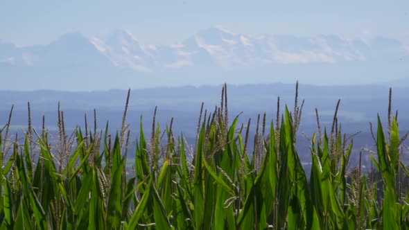 Beautiful maize corn field in nature during sunny day with alp mountain panorama in background.Pan r