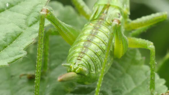 Macro shot of the legs and the head from a green grasshopper sitting on a green gras in a meadow in