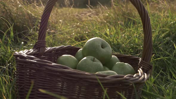 Basket of ripe green apples in summer meadow panning medium shot
