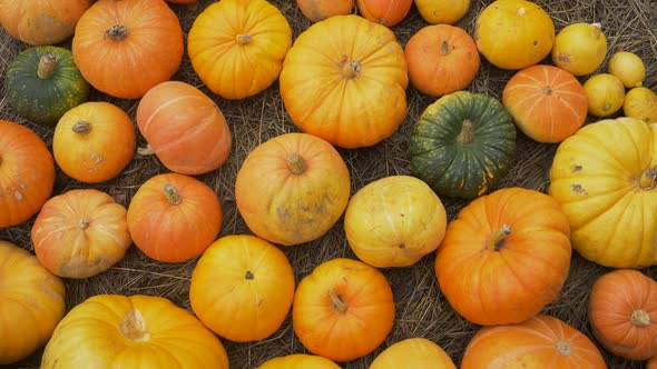 Many Orange Pumpkins of Different Sizes Lie on the Hay