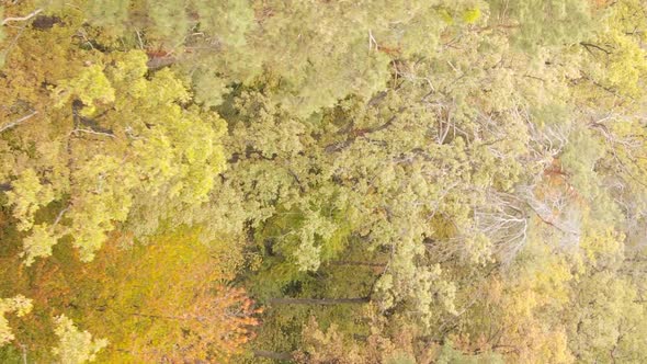 Vertical Video Autumn Forest with Trees in Ukraine Slow Motion