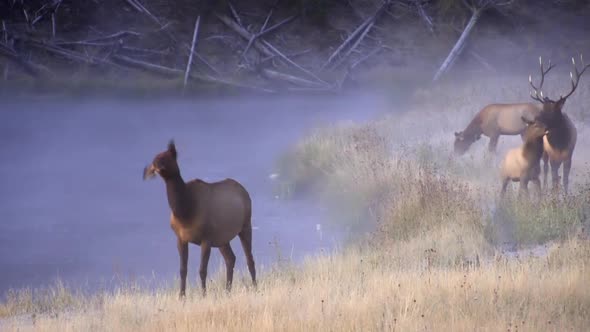Elk walking along river at dawn on cold foggy morning as young calf nurses
