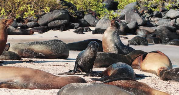 Lazy beach day in Galapagos islands covered in Sea lions