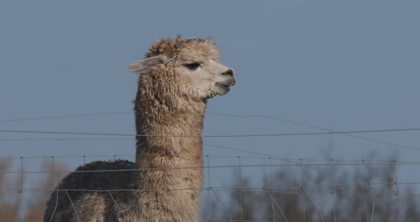 Alpaca Standing Still White Fluffy Domesticated Animal