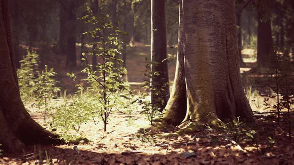 Sun Beams Through Thick Trees Branches in Dense Green Forest