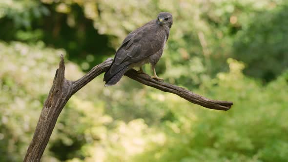 Gray Common Buzzard perching on bare tree branch looking at camera - slow motion