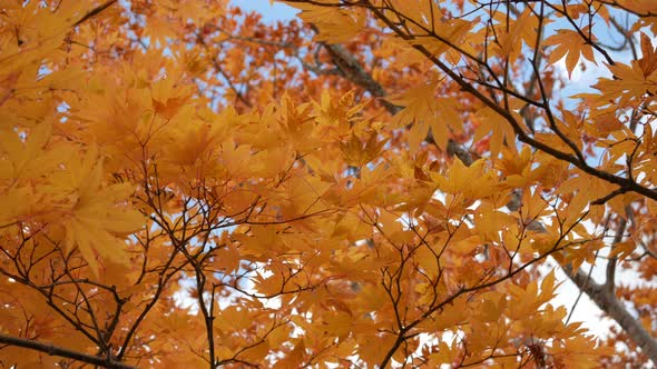 Maple Autumn