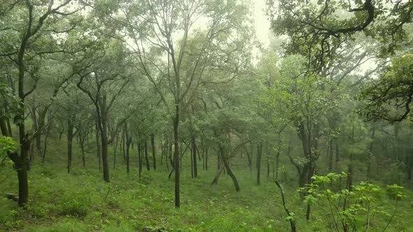 Foggy forest with tall trees in countryside