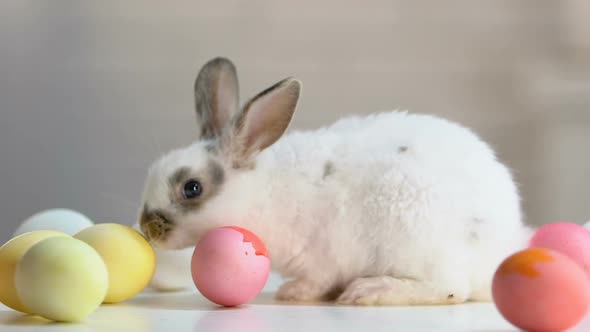 Festive Bunny Playing With Dyed Easter Eggs Licking and Sniffing Them