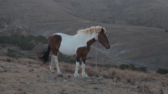 Beautiful Pinto horse standing on the hill against the wind