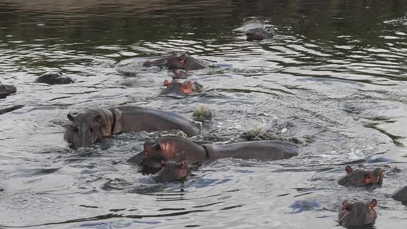 980443 Hippopotamus, hippopotamus amphibius, Group standing in River, Masai Mara park in Kenya, slow