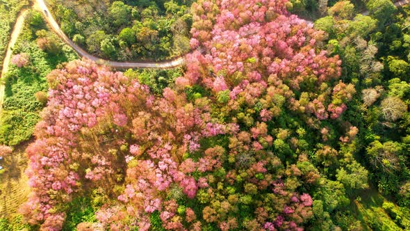 Top view over the Wild Himalayan Cherry Blossom (Prunus cerasoides) in the northern winter