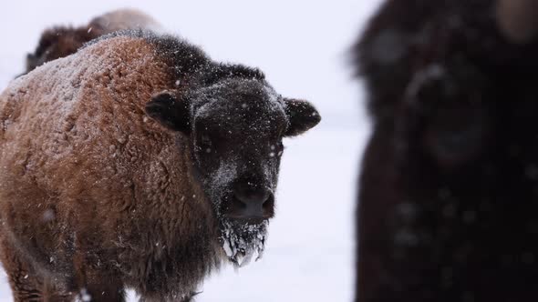 bison calf has protective parent get in front of camera slomo snowstorm