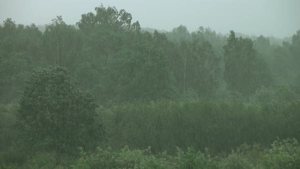 Forest and Rain