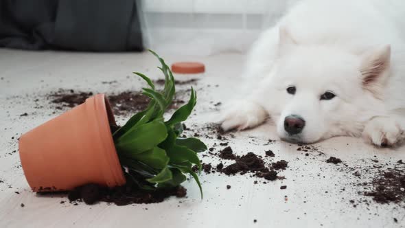 Guilty Dog on the Floor Next to an Overturned Flower