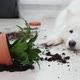 Guilty Dog on the Floor Next to an Overturned Flower - VideoHive Item for Sale