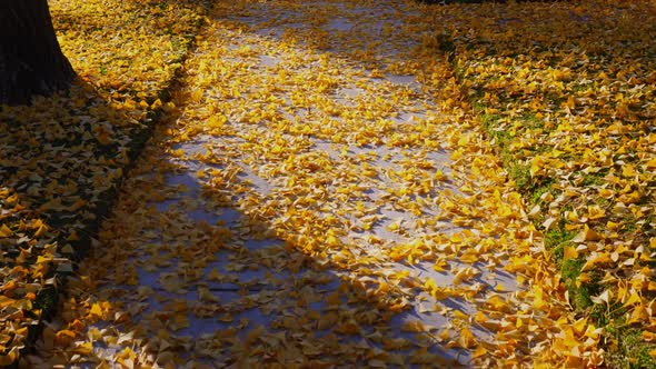 The bright yellow leaves of the Ginkgo Biloba tree in autumn