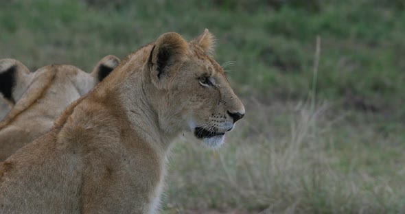 African Lion, panthera leo, portrait of Cub, Nairobi Park in Kenya, Real Time 4K