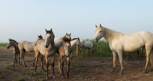 White Camargue horses, Mare with foal, Camargue, France