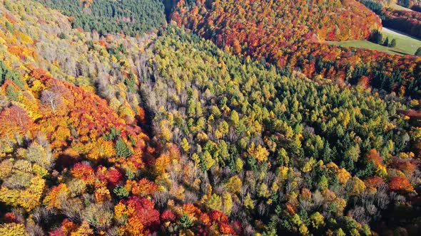 Beautiful Autumn Forest in Europe Aerial View