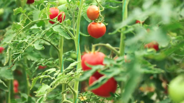 Organic Tomatoes Growing in Greenhouse