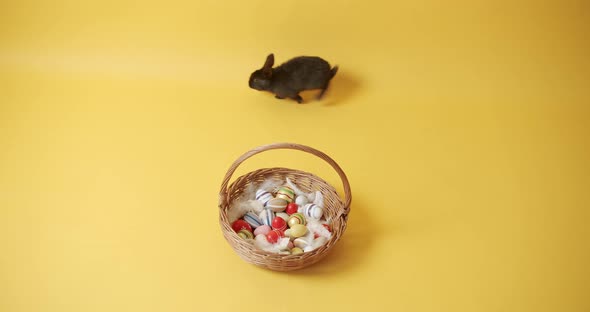 Black Rabbit on a Yellow Isolated Background Plays with a Basket and Eggs