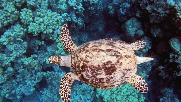 Turtle Swim above Reef