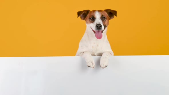 Dog breed Jack Russell Terrier with a large white banner for text