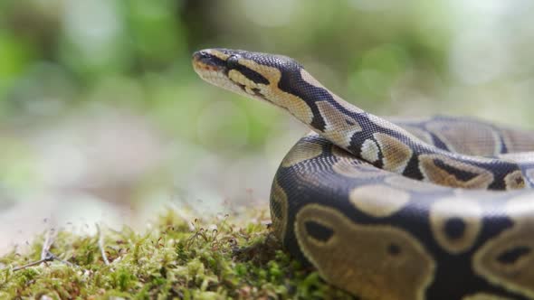 The Royal Python Rolled Up in a Ball Lies on the Ground in the Forest