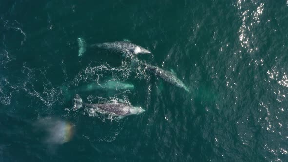 Aerial View Mother and Six Calves Gray Whales Swimming Together Blue Ocean Water