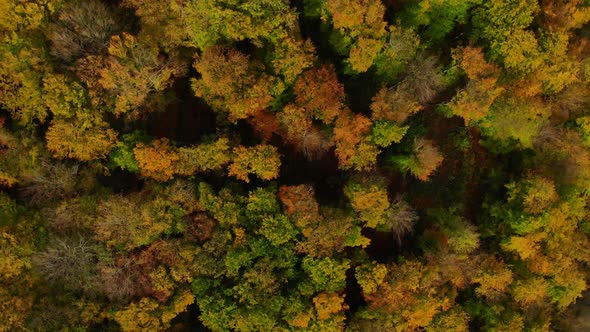 drone flight over beautiful autumn colored forest with rotating camera