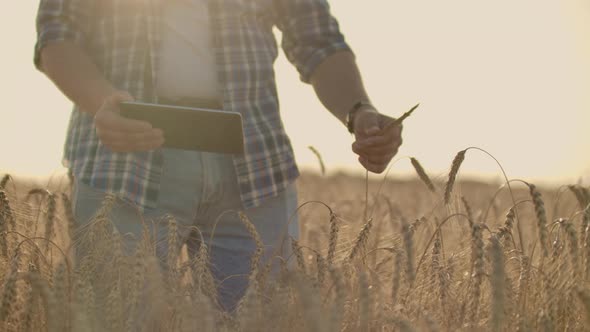 A Young Farmer with a Tablet in a Hat in a Field of Rye Touches the Grain and Looks at the Sprouts