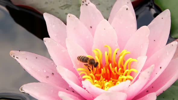 Lotus Flowers On Lake Water And Bee