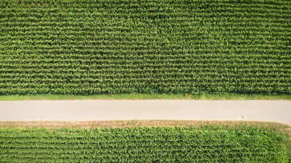 Empty narrow countryside road between green corn fields, top aerial view.