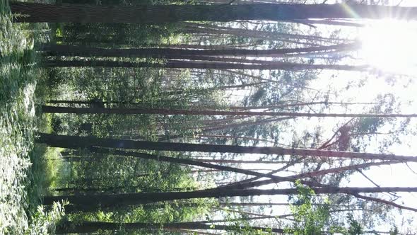 Vertical Video Aerial View Inside a Green Forest with Trees in Summer