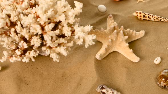 Beautiful Shells and Coral on Sand Against, Rotation, Closeup