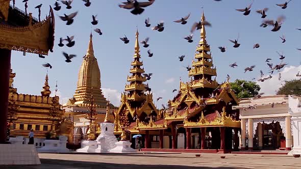 Flying Pigeons Over the Pagodas.