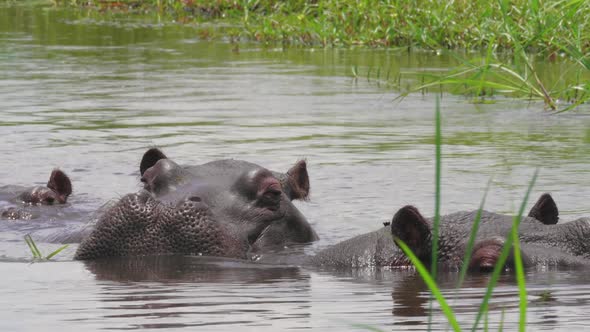 Hippopotamus Wiggles Its Ears While Relaxing On The Calm Lake Water In Botswana On A Bright Weather