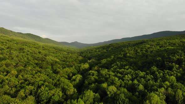 Bird eye view from drone flying trees in the Caucasian forest.