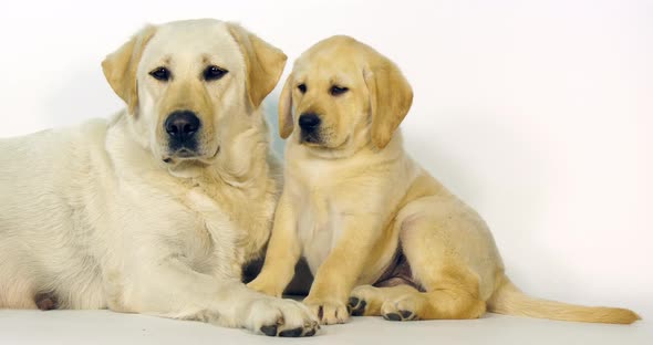 Yellow Labrador Retriever, Bitch and Puppy on White Background, Normandy, Slow Motion 4K