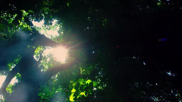 Sunlight Through Forest