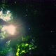Sunlight Through Forest - VideoHive Item for Sale