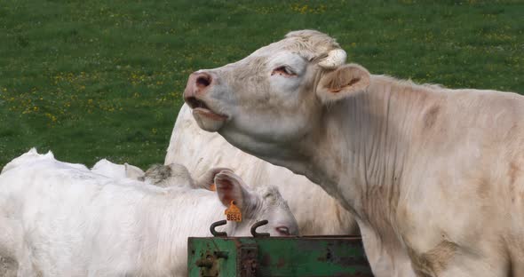 Charolais Cattle, a French Breed, Herd, Calling, Normandy in France, Slow motion 4K