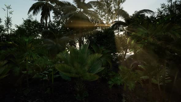 Sun Beams of Light Penetrating Dense Lush Green Canopy alt