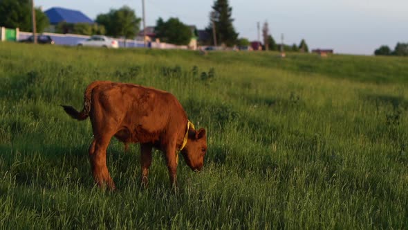 Cow Grazing in Field at Sunny Day