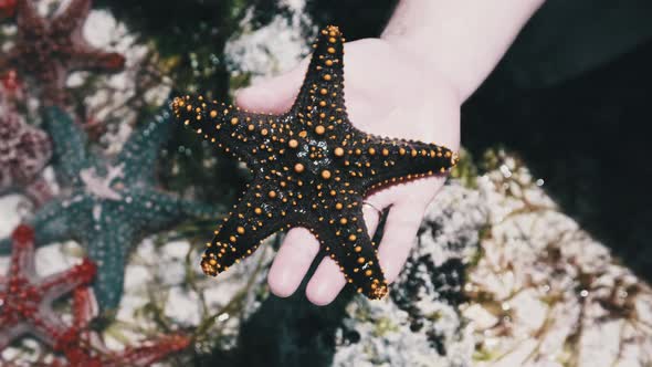 Man's Hand Holds a Yellow Starfish Over Transparent Ocean Water By Coral Reef