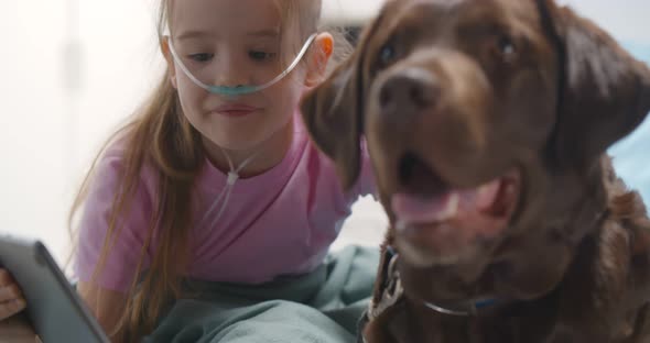 Close Up Portrait of Ill Child with Oxygen Tube Stroking Dog and Holding Digital Tablet in Hospital